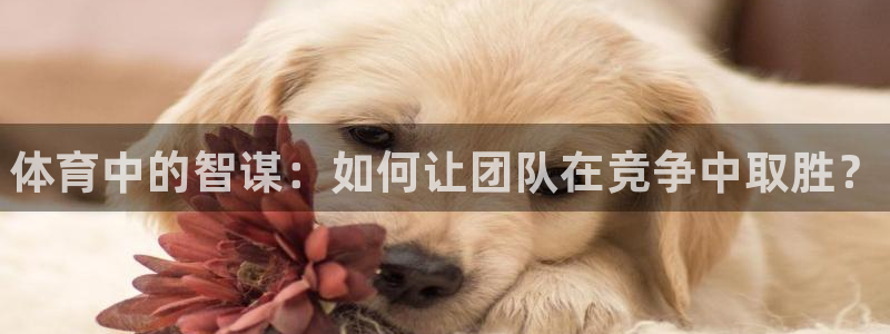 oety欧亿体育官网下载招商电话号码是多少号：体育中的智谋：
