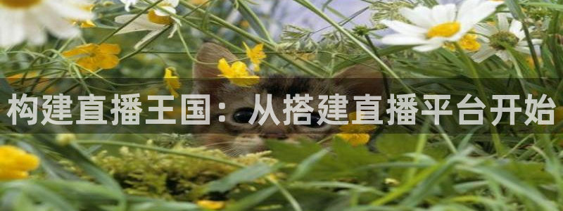 qy球友会体育官网：构建直播王国：从搭建直播平台开始
